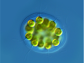 Volvocacean coenobial, green globular structures surrounded by thick, clear mucilage with thin, protruding flagella, on a bright blue background