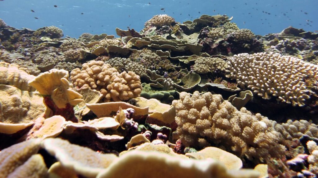 A healthy coral reef filled with a range of knobby, table, and branching corals.