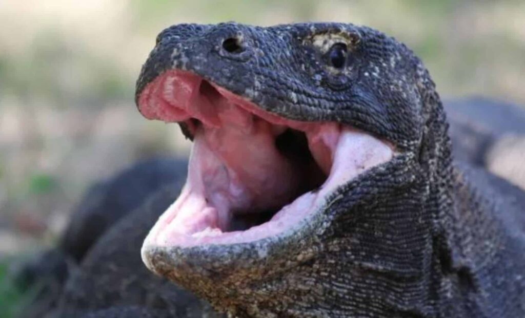 Komodo Dragons' Iron Teeth: A New Discovery in Reptilian Predation