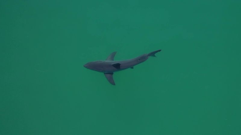 Sharks gather on California beach. Artificial intelligence tries to protect swimmers | CNN