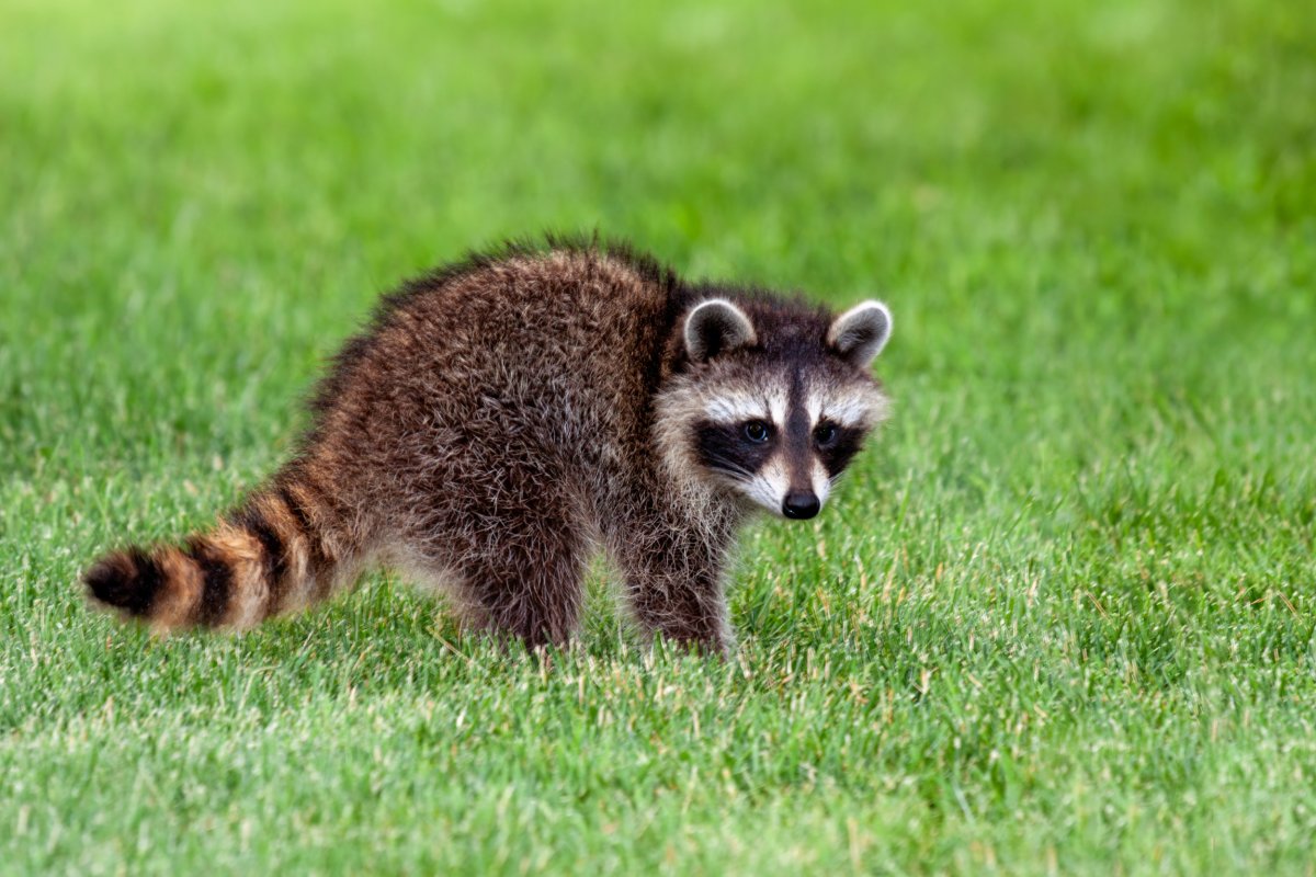 Raccoon 