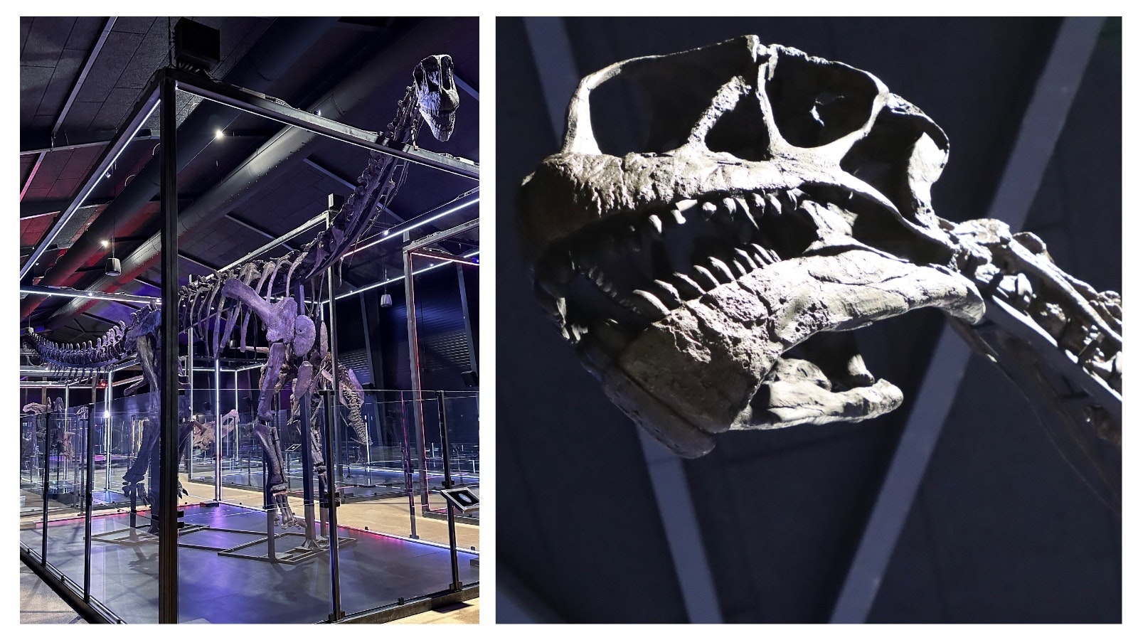 Camarasaurus in its new home at the Museum of Evolution in Denmark.