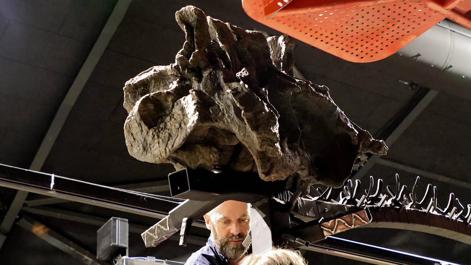 Director Christoffer Knuth helps set up the first and heaviest piece, the sacrum of the Camarasaurus.