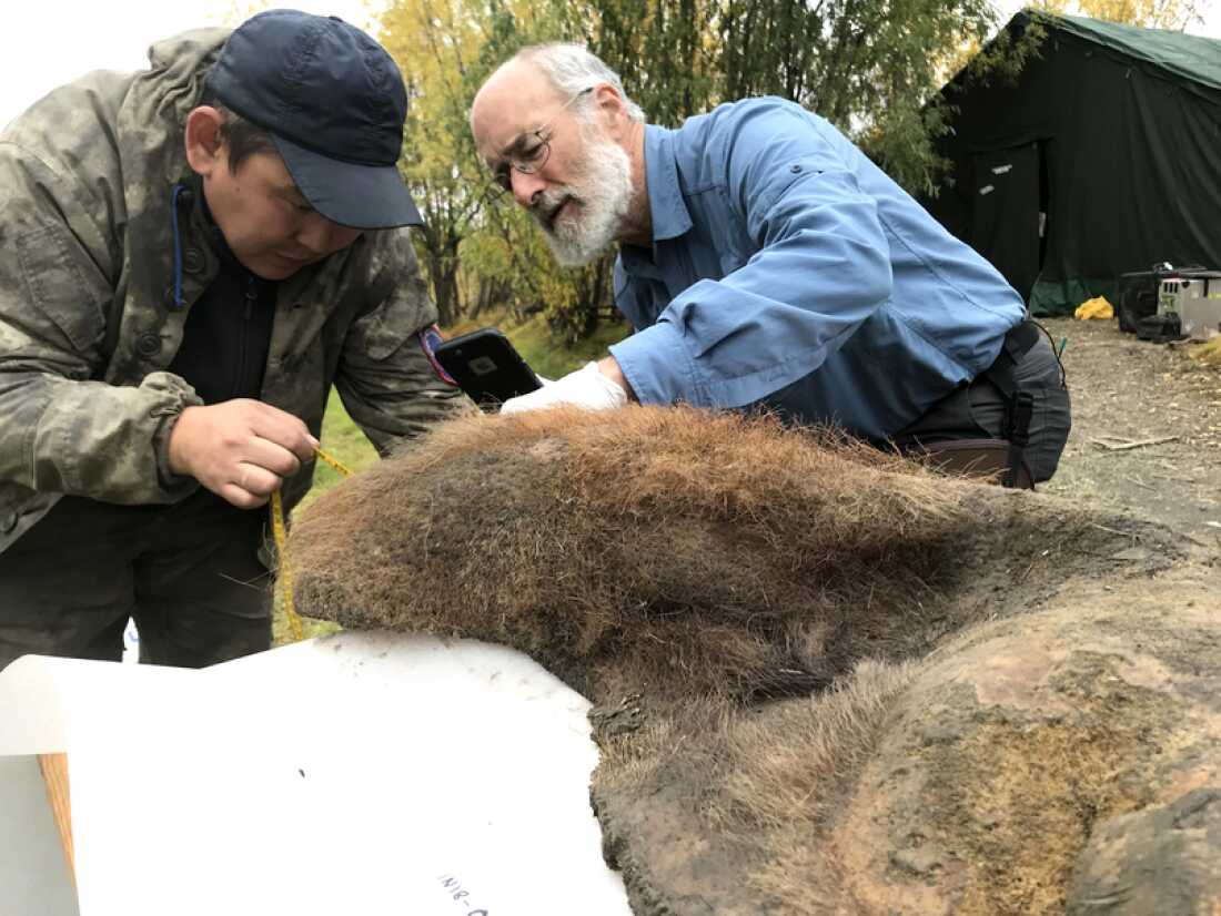 Valerii Plotnikov (left) of the Academy of Sciences of the Sakha Republic, Yakutsk, Russia, and Daniel Fisher of the University of Michigan examine a woolly mammoth discovered during a 2018 expedition.