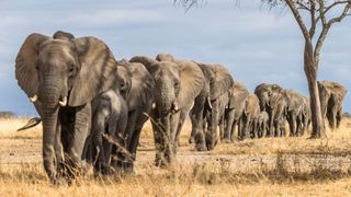 Elephants are seen walking one behind the other in the savannah.