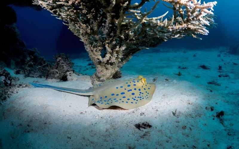 A new blue: the mysterious origin of the electric blue spots of the ribbon ray revealed