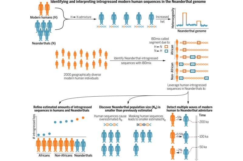 'A story of contact': Geneticists rewrite the history of Neanderthals and other ancient humans