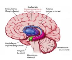 A labeled diagram of the brain.