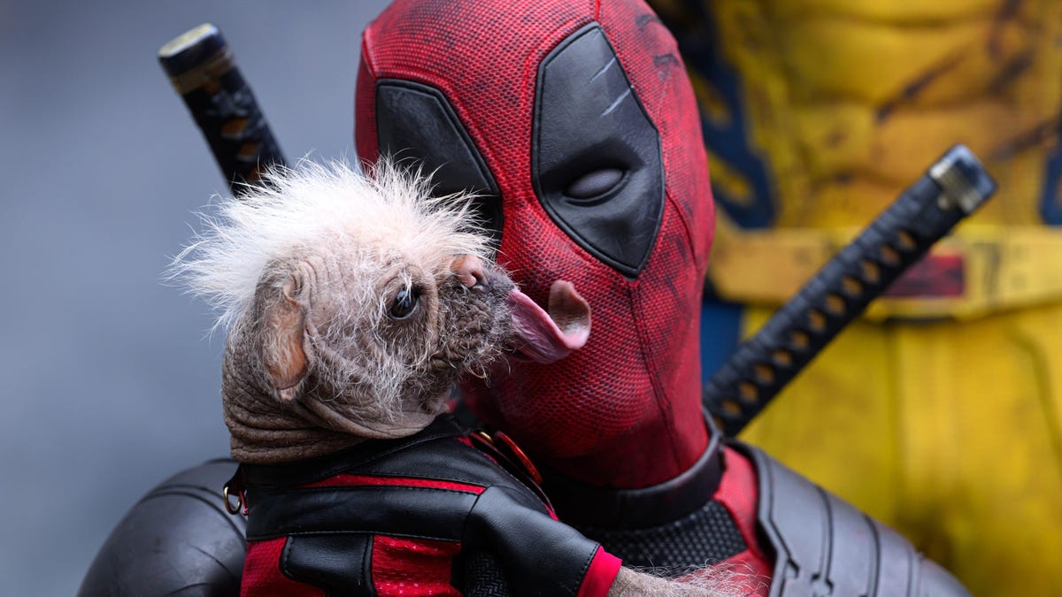 Dog licks Deadpool's face