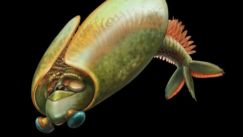 Ancient swimming marine insect, 'taco,' had mandibles, new fossils show | CNN