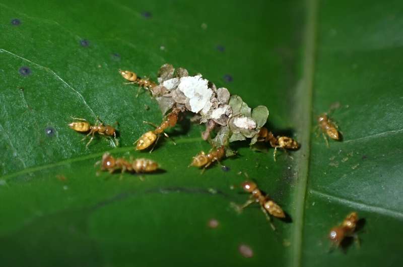 Ants and trees: an “evolutionary déjà vu” in the rainforest