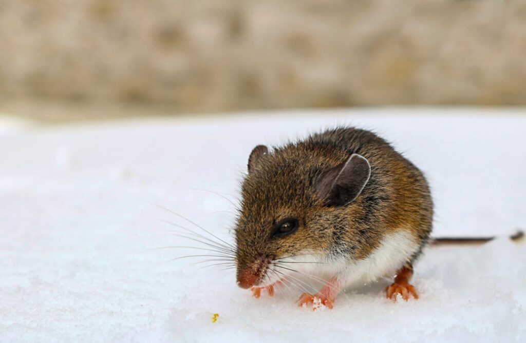 Arizona officials warn of spread of potentially deadly hantavirus