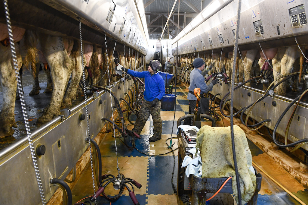 Farmworkers milk dairy cows at the Welcome Stock Farms in January 2022 in Schuylerville, N.Y.