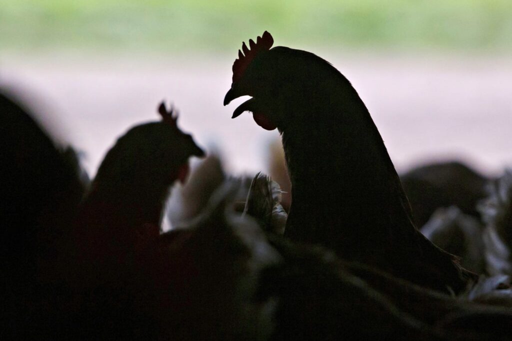 Bird flu in humans: What scientists know about the symptoms of the 9 US cases so far