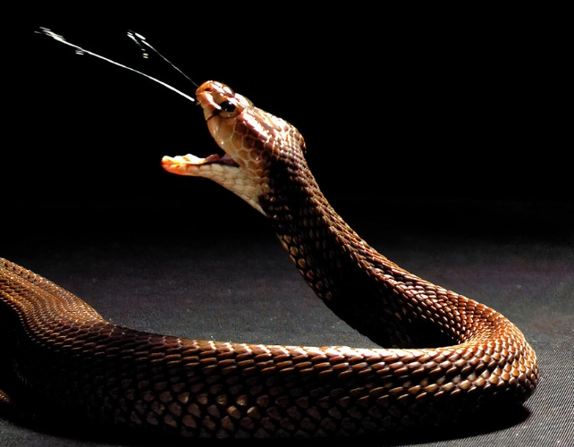 A spitting cobra on a black background