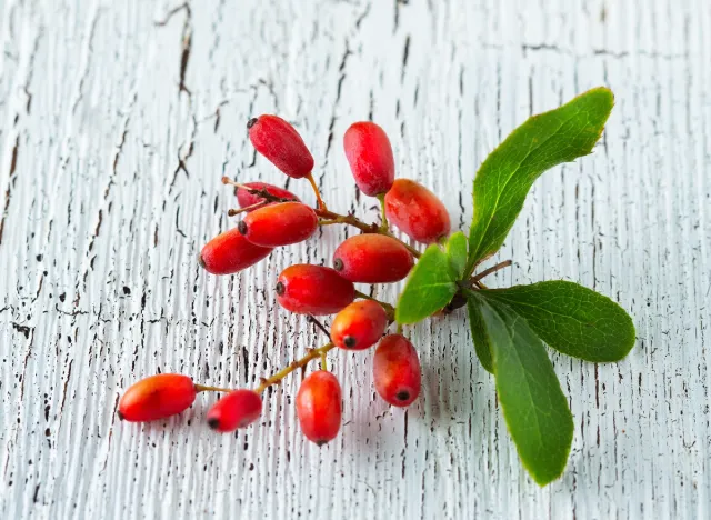 barberry sprig