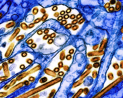 Characteristics of H5N1 influenza viruses in dairy cows may facilitate infection and transmission to mammals