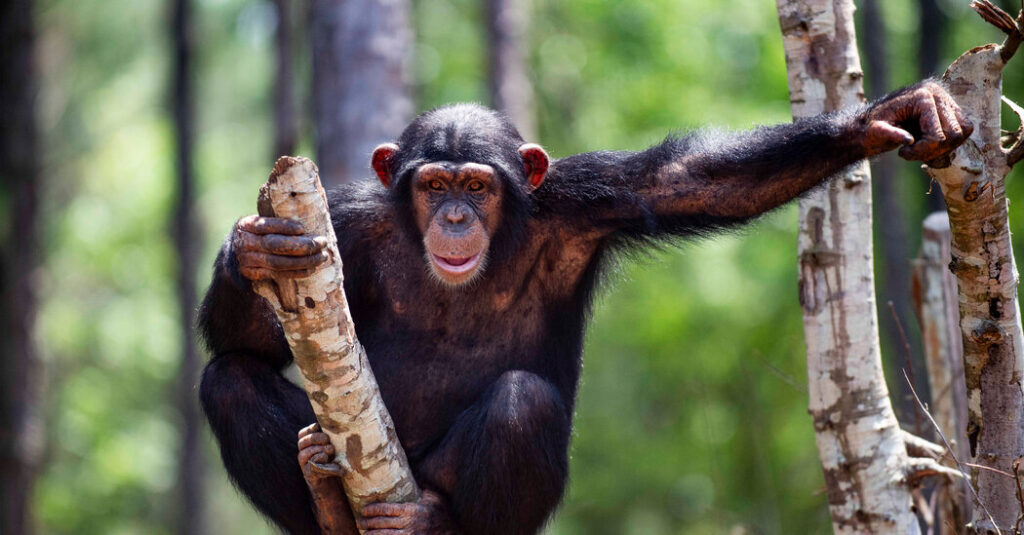 Chimpanzees who learned to say “mom”