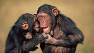 An orphaned female chimpanzee holds a male's hand and smiles, showing her lower teeth.