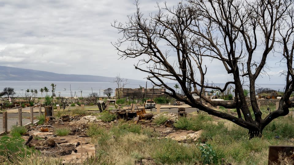 Burned trees and debris from a property damaged by last year's wildfire are seen in Lahaina, Hawaii, on May 3, 2024. - Mengshin Lin/The Washington Post/Getty Images