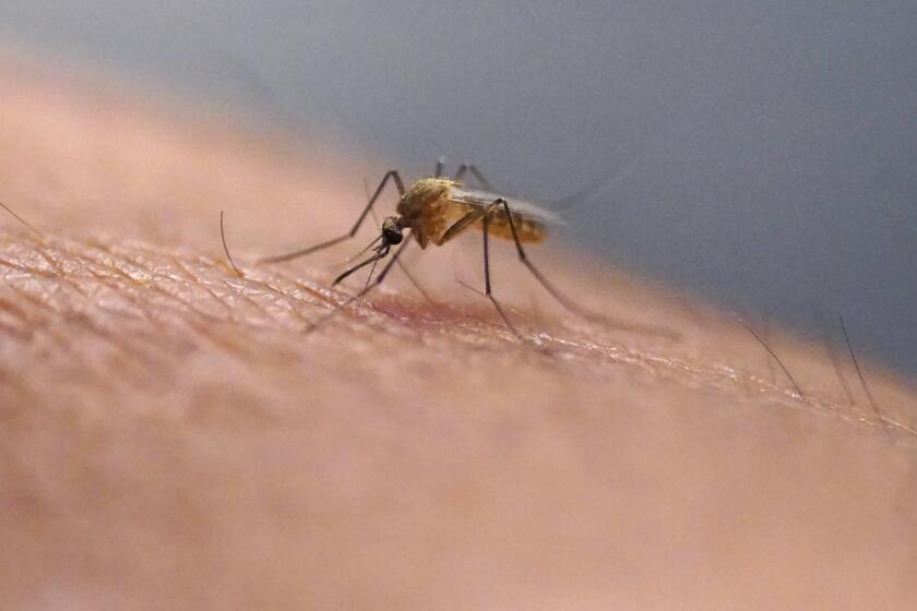 First mosquito-related West Nile virus death in years reported in San Francisco Bay Area