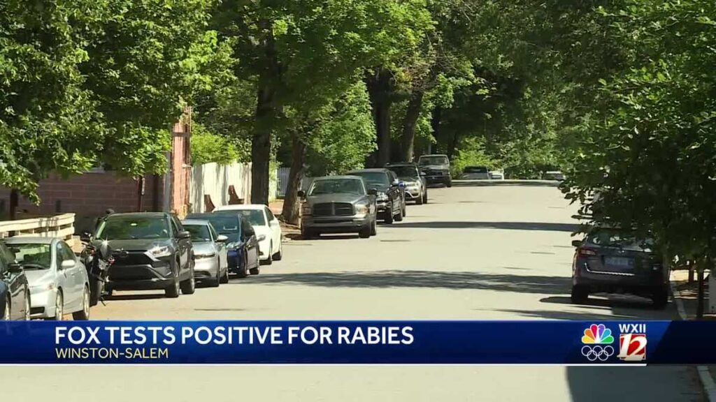 Fox tests positive for rabies after attacking two people near Old Salem