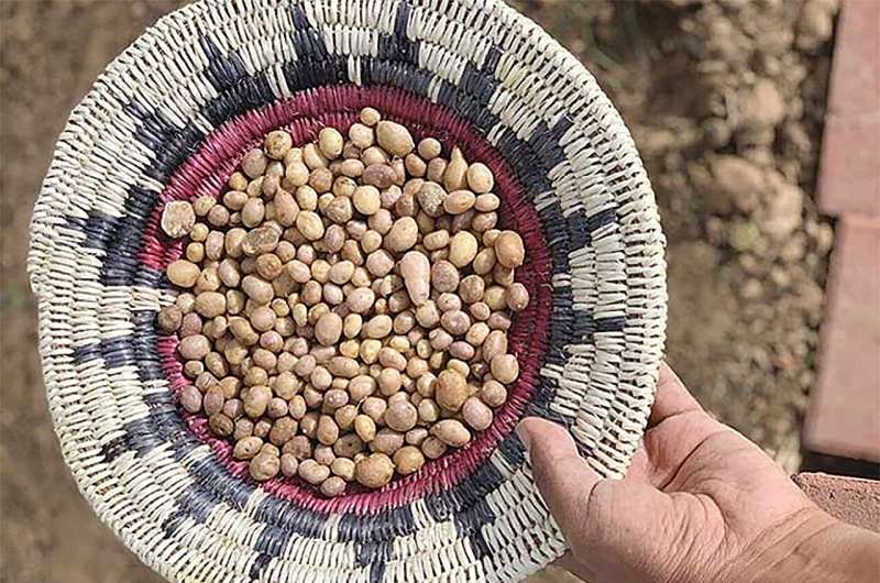 Genetics Reveal Ancient Trade Routes of Four Corners Potato