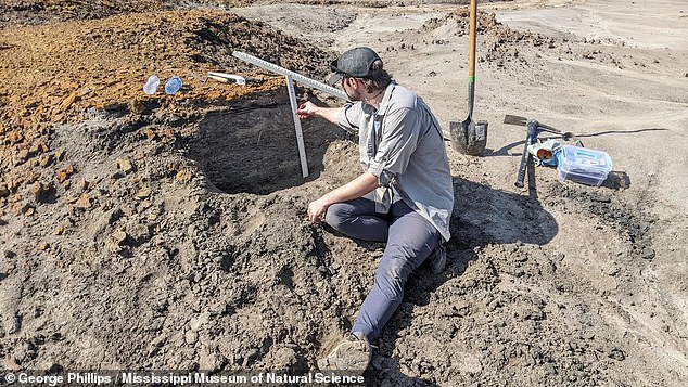 The most complete dinosaur fossil ever discovered in Mississippi is now known to belong to the hadrosaur family, but only 15 percent of it has been safely exhumed. Researcher Derek Hoffman (above) turns to 3D analysis of the bones to determine the exact species of hadrosaur