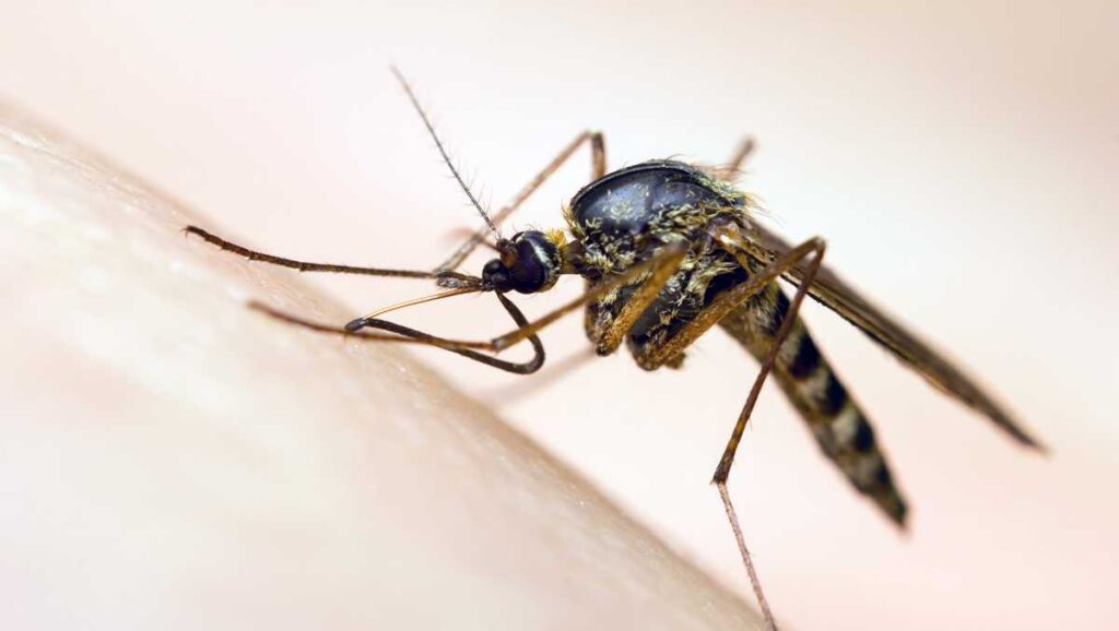 Health Department: West Nile Virus Detected in Cincinnati Through Mosquito Samples