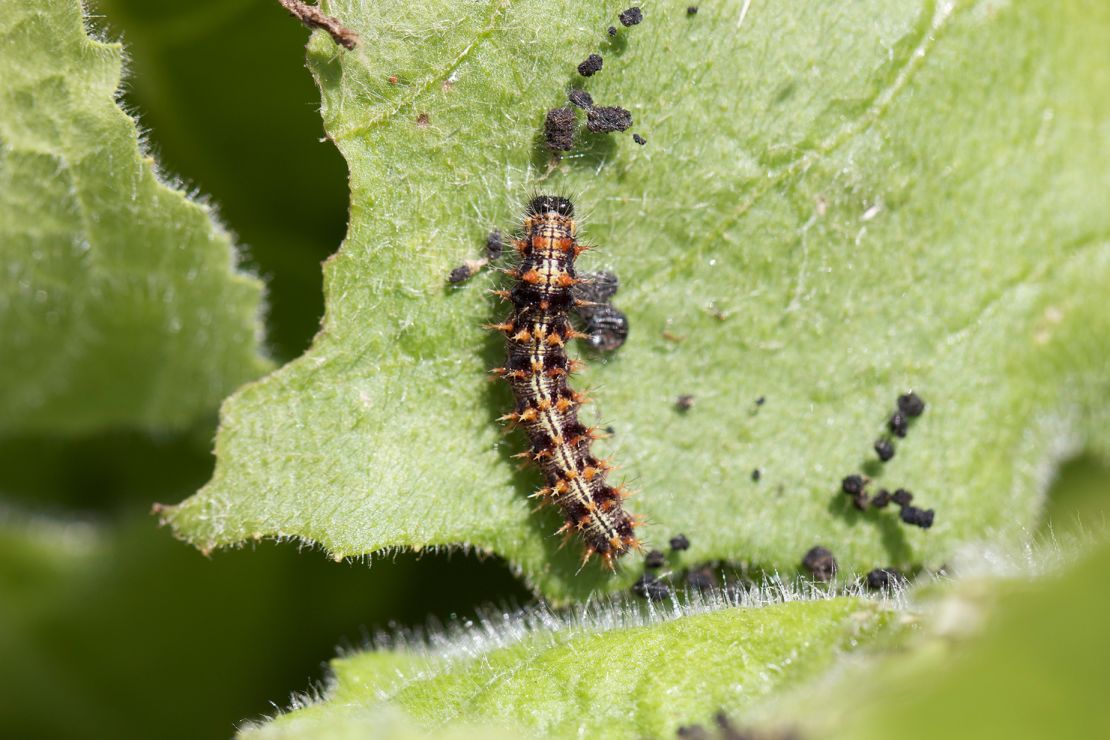 Scientists concluded that the butterflies' birthplace was in Western Europe, North Africa, or West Africa using isotope tracing which examines the composition of butterflies' wings to determine the types of plants they ate as caterpillars.