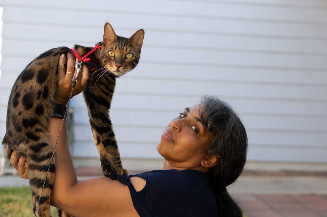 Lisa Wilkerson-Willis holds her purebred Bengal cat, Benny, high. The cat is brown with dark brown spots and stripes. Benny wears a red halter and looks at the camera with amber eyes.