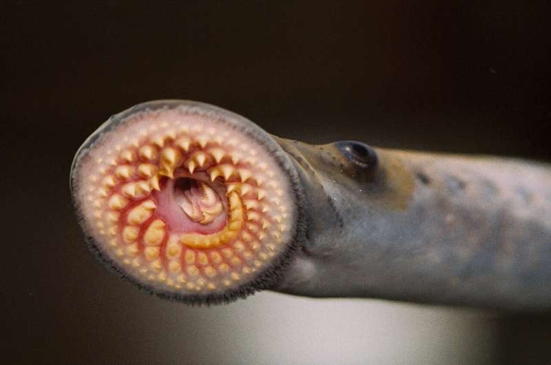 Lampreys have a 'stunning' evolutionary origin