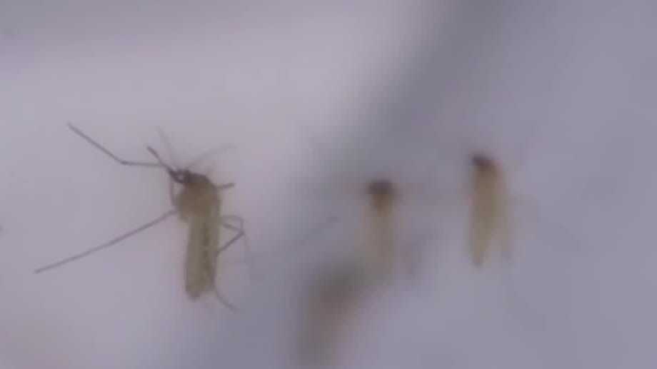 'It's pretty shocking': Mosquito virus found in Nebraska for first time since discovery in 1960s