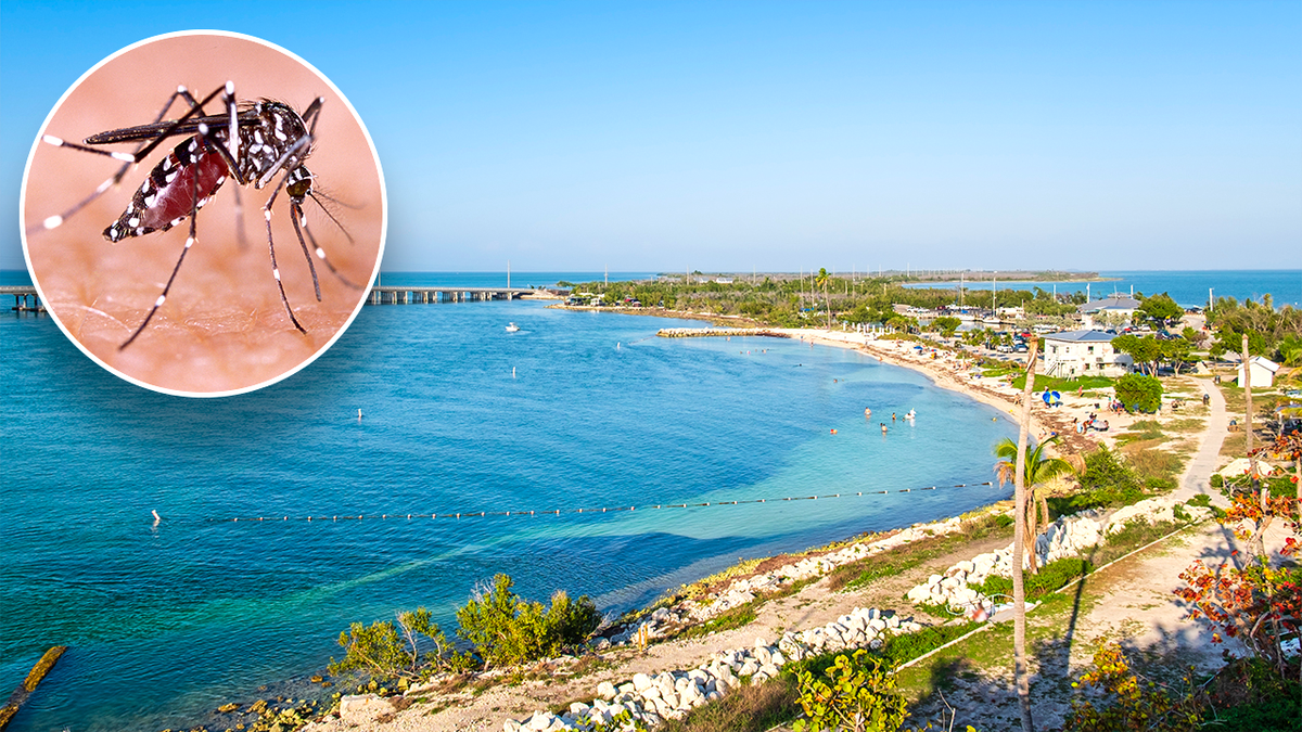 graphic of the Florida Keys coastline and a mosquito