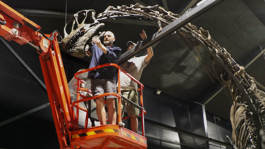 Massive Wyoming Dinosaur Shipped to Denmark Museum Lost in…