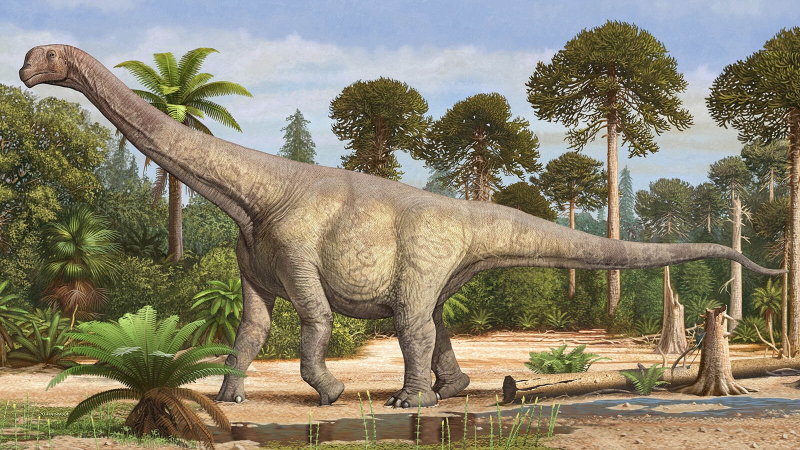 An illustration of Camarasaurus in its natural habitat from the Jurassic period.