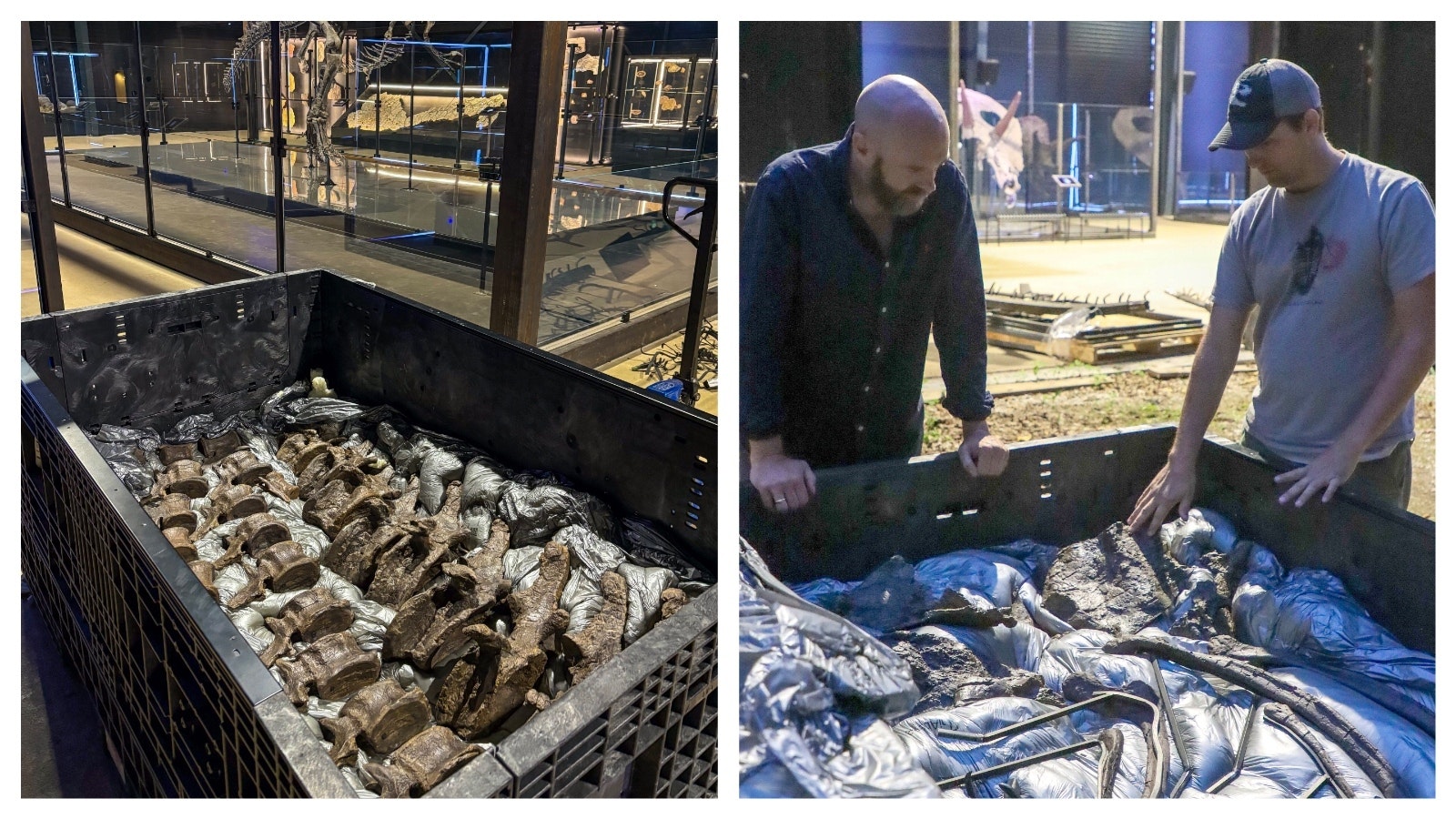 Big Joe, an allosaurus from Wyoming, is in the background in front of a box containing a camarasaurus found in the same region. At right, director Christoffer Knuth and paleontologist Brock Sisson inspect the contents before unpacking and building the camarasaurus.