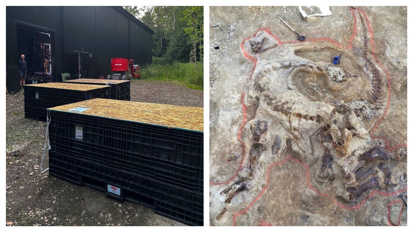 Left, director Christoffer Knuth looks at the boxes as they arrive at the Museum of Evolution. Right, Camarasaurus discovered in Wyoming in 2017, found in near-perfect condition, curled up as it was when it died.