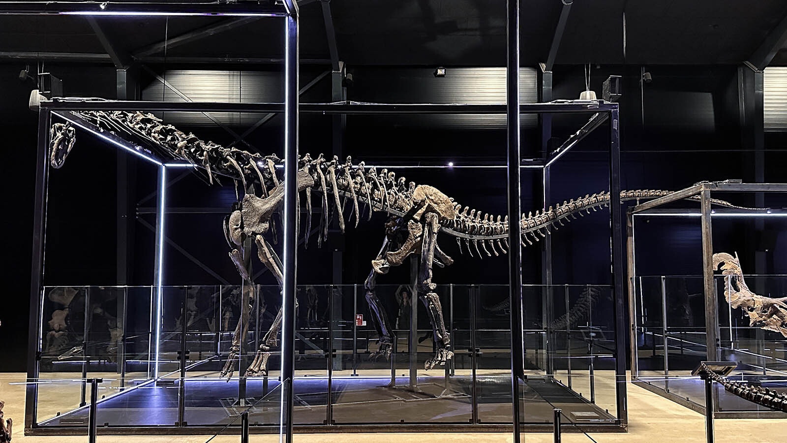 Camarasaurus in its new home at the Museum of Evolution in Denmark.