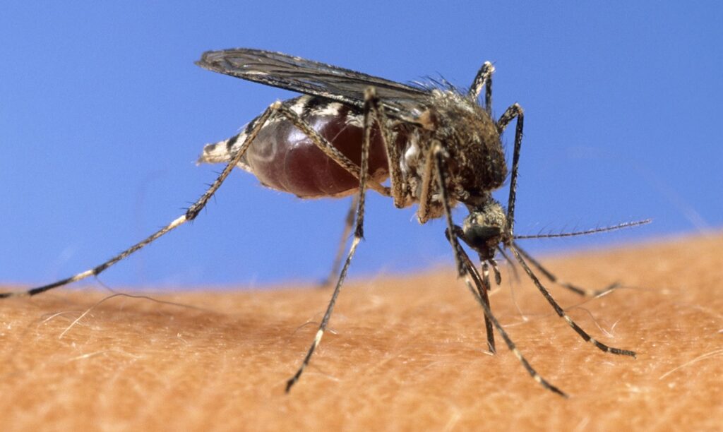 Mosquito season is here: More than a third of states have detected West Nile virus