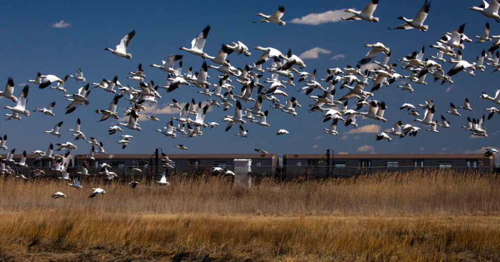 New York's preparations for bird flu pandemic rely on one drug