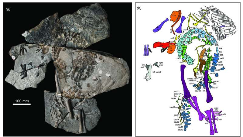 New species of extinct crocodile rewrites life on Triassic coast