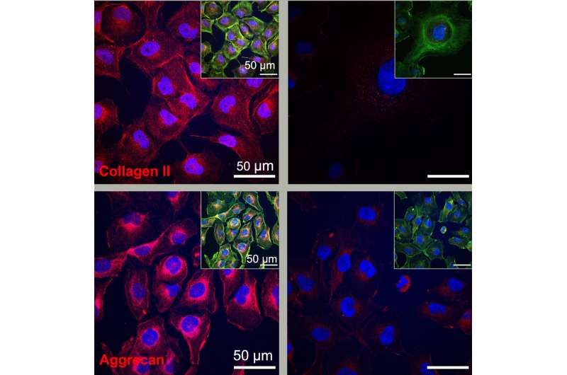 “Dancing molecules” to treat cartilage lesions