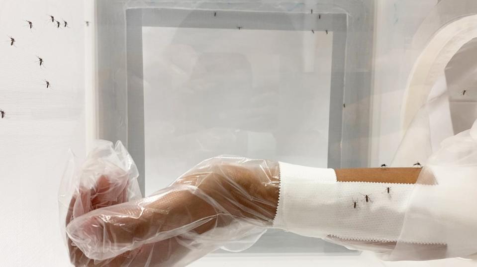 A researcher's arm covered in a protective sleeve, with some of his skin exposed as mosquitoes fly around.