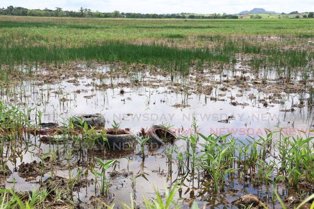 Used tires sit in a pool of standing water in an open field on Hosein's Avenue in Woodland on Sunday. - Photo by Venessa Mohammed