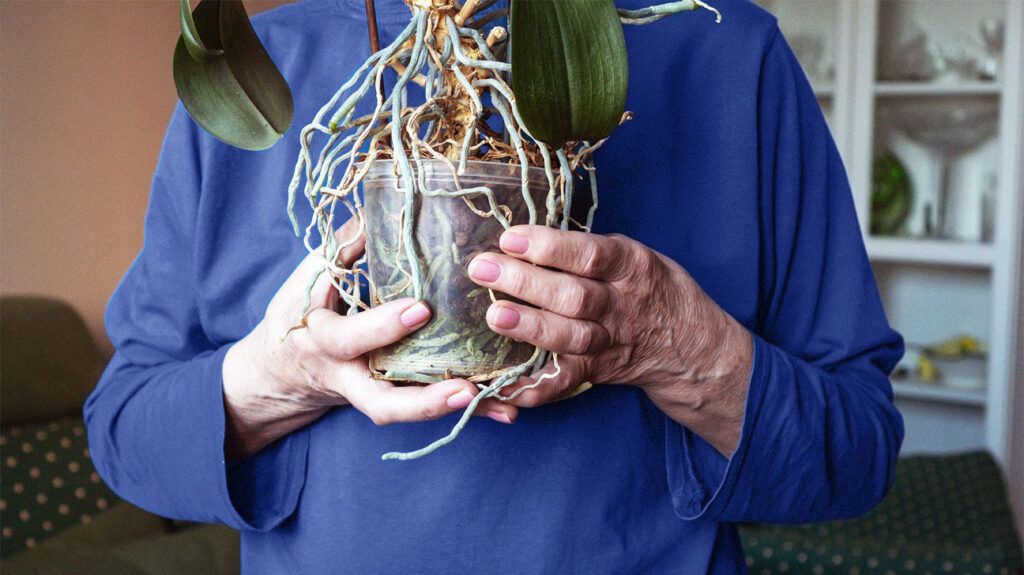 elderly hands holding a transparent orchid pot