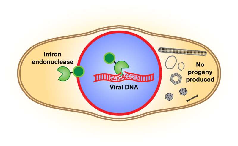 Not so selfish: Viruses use parasitic genes as weapons