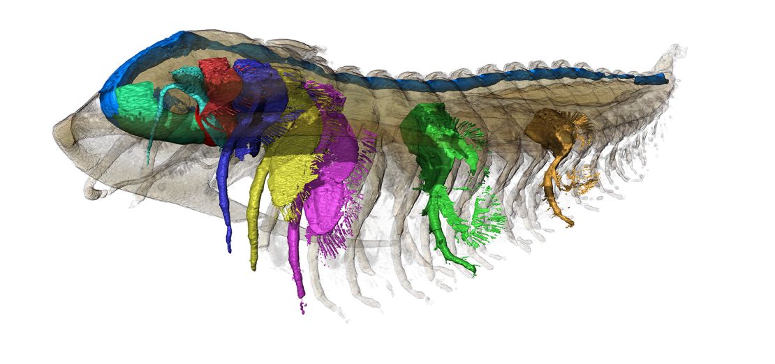 The trilobite Protolenus is shown in side view. The digestive system is visible in blue, the hypostome, or mouth structure, in green (far left), and the labrum, a bulbous structure located above the mouth and sometimes called the upper lip in insects, in red.