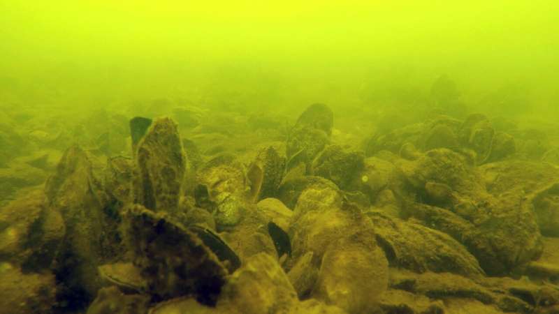 Restored oyster sanctuaries welcome more marine life