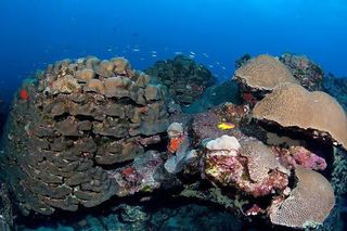 Large colonies of boulder star coral and symmetrical brain coral cover the coral cap of Flower Garden Banks National Marine Sanctuary.